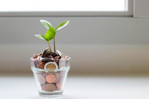 Plant growing in coins