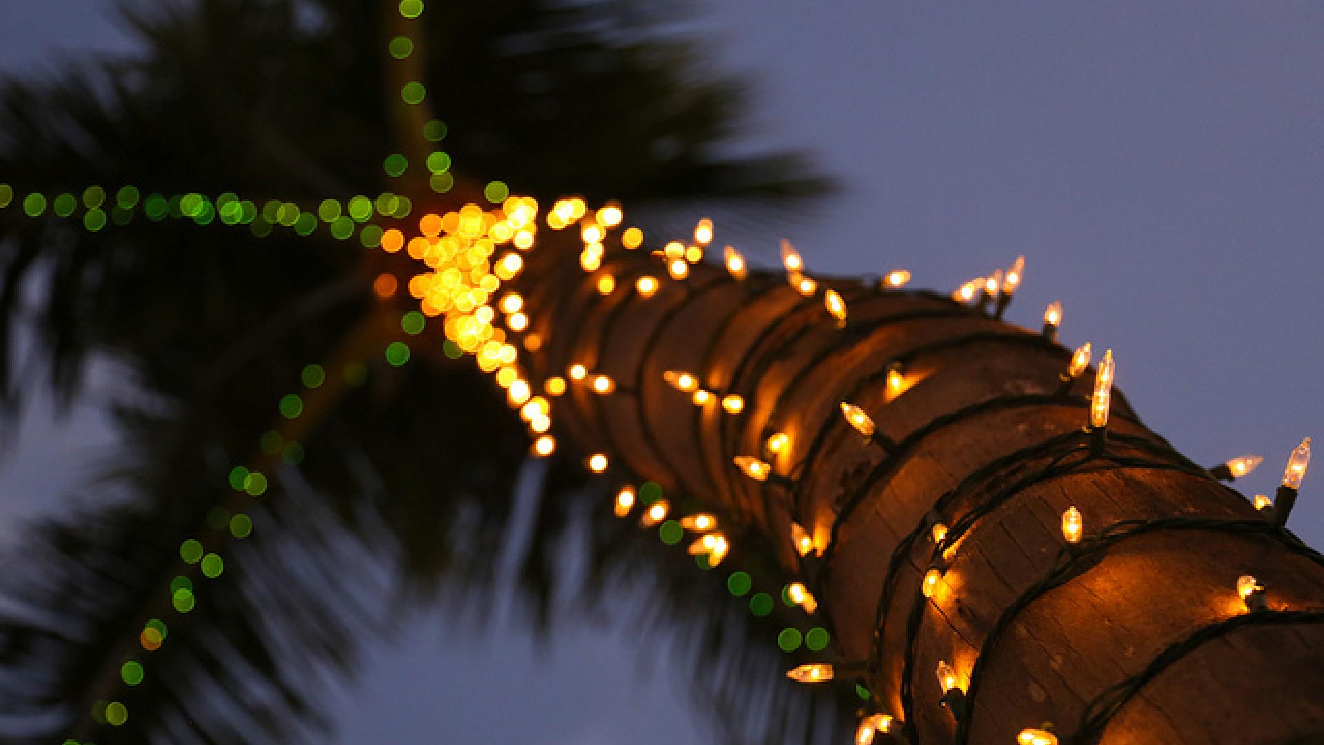 Christmas palm