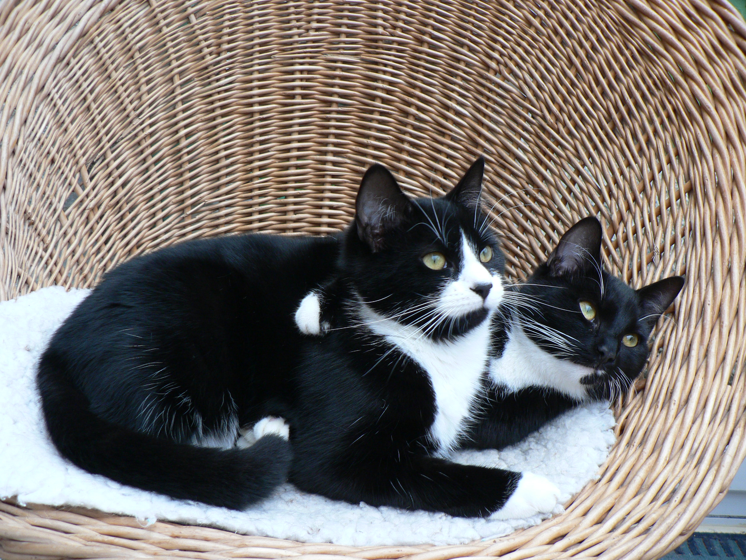 Boris and Baxter - Joe Saxton's cats