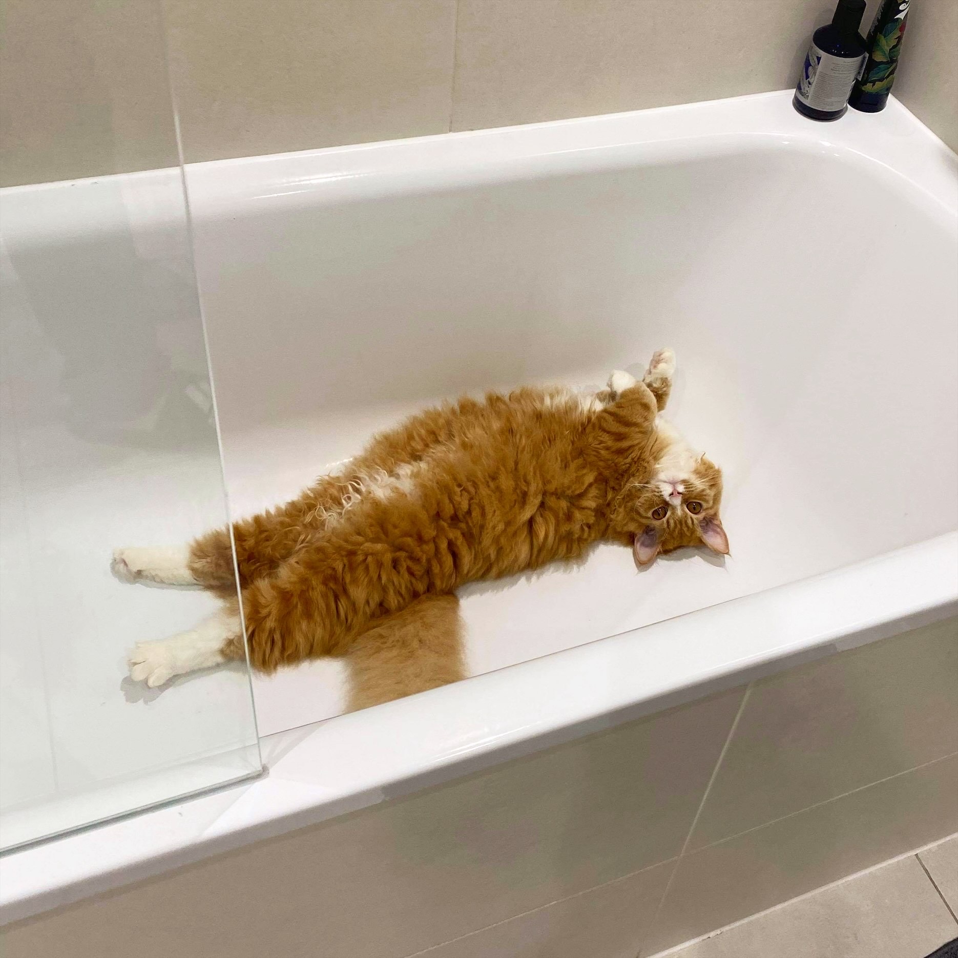 Cat posing in the bath