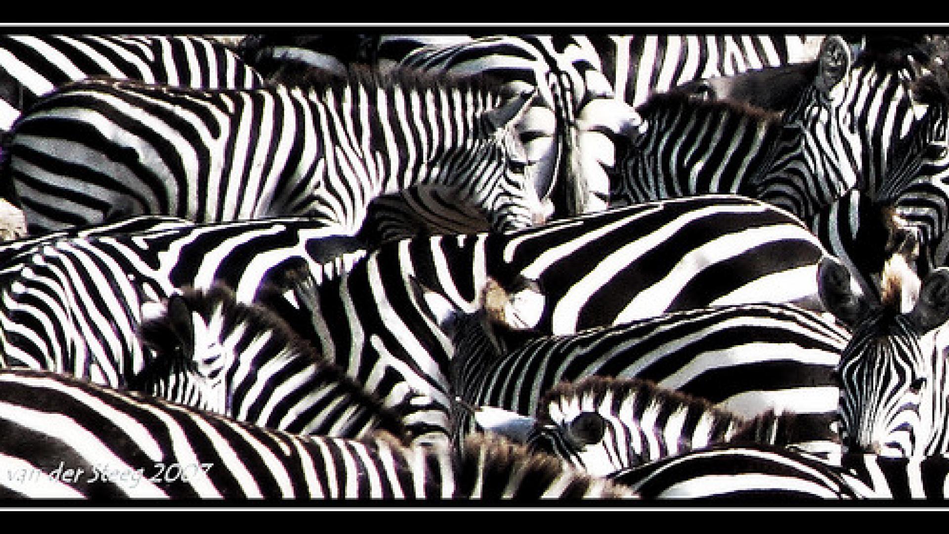 Photo of Zebras